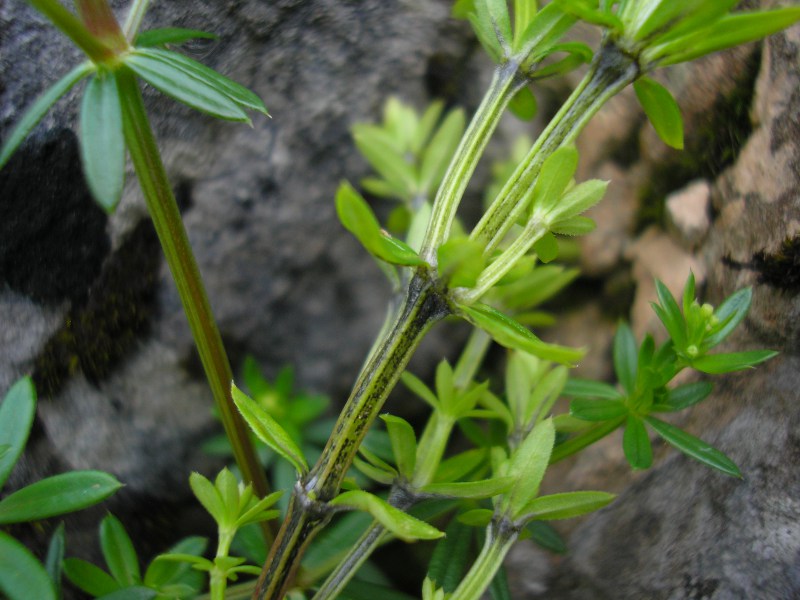 Представитель Семейства Melanotaeniaceae